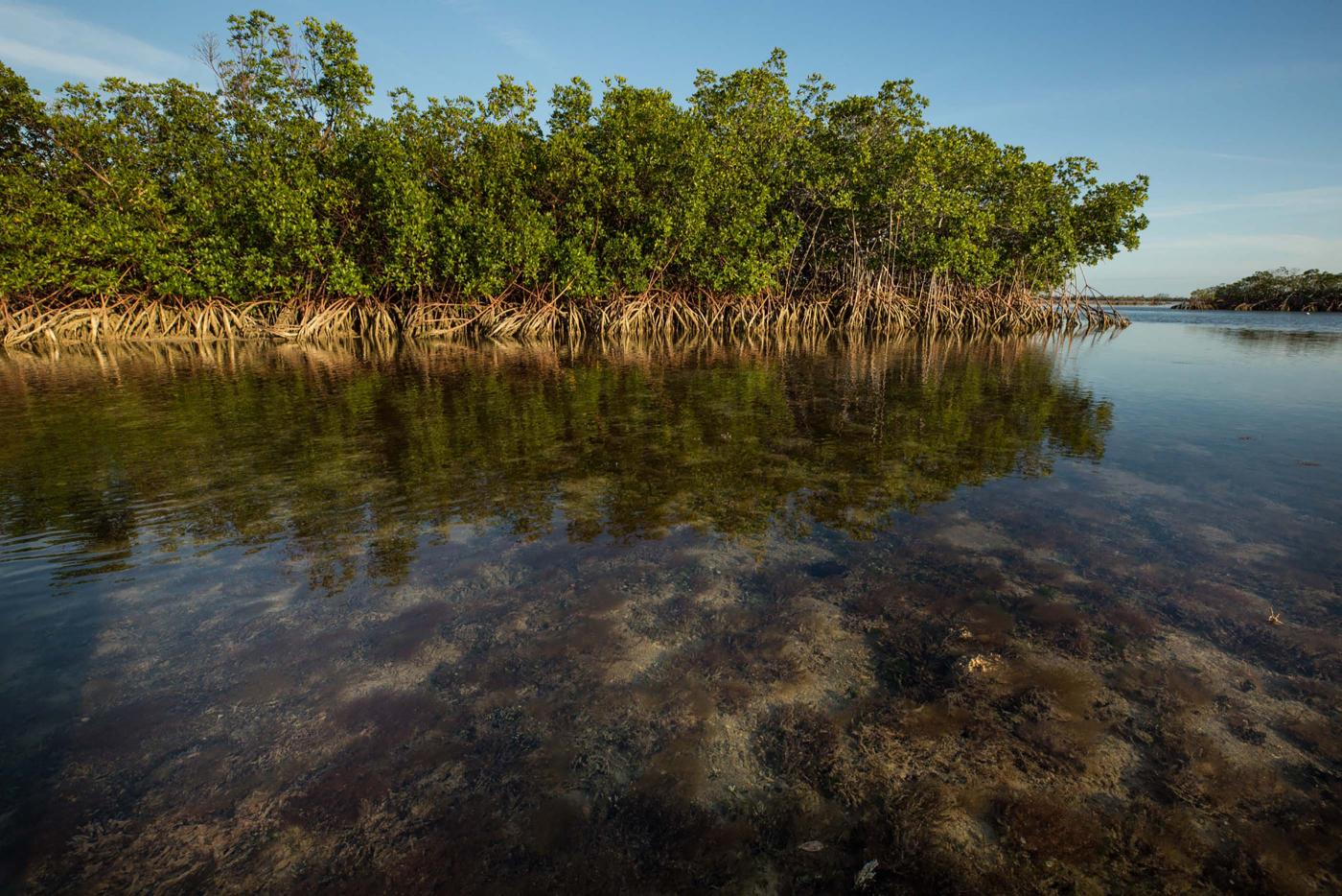 Rotary members plant red mangrove trees | Rotary International